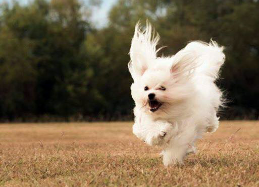 coton de tulear breeders